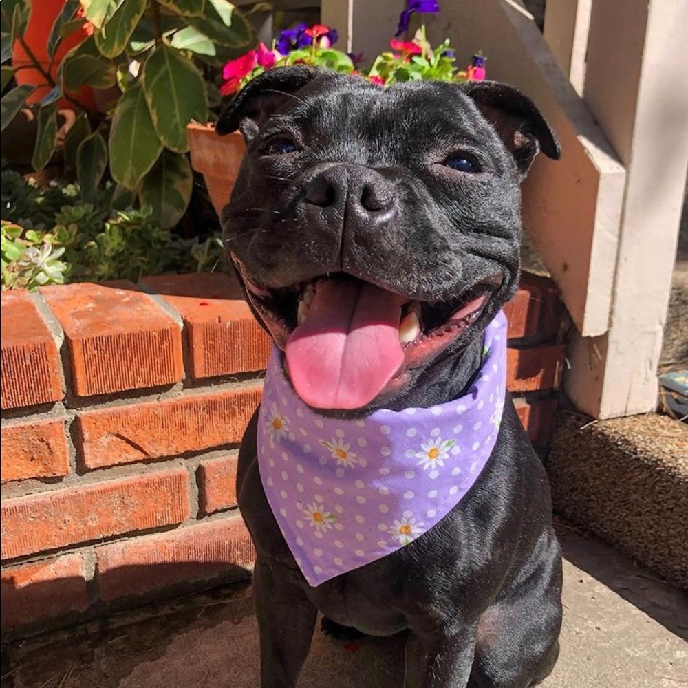 Sparkley Purple Daisy Dog Bandana